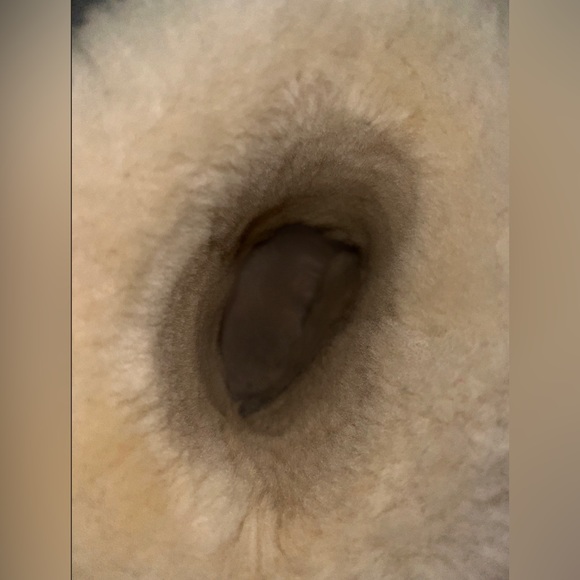 Tall chestnut uggs - Picture 5 of 5